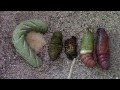 Metamorphosis & the Tobacco Hornworm (Manduca sexta)