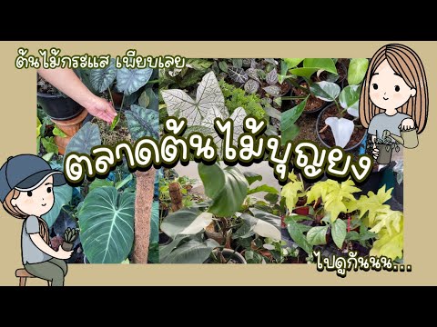 ตลาดต้นไม้"บุญยง"ในนนทบุรีTree market, Bang Yai,I Wholesale Tree Market,Nonthaburi I논타 부리 나무 시장
