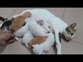 Mèo mẹ và đàn con lai Mèo Nga