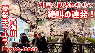🌸外国人観光客、◎◎で絶叫の連発！高瀬川の夜桜がキラキラ！京都。外国人観光客が大勢来ている! tourists, screaming at ◎◎!Takase River, kyoto, japan