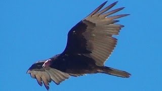 Turkey Vulture In Flight Close Up