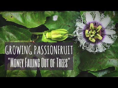 Wideo: Trening Young Passion Vines - Dowiedz się więcej o szkoleniu Passion Flower