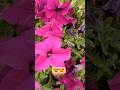 flower 🌼 🌸 🌻 🌹 🏵 # beautiful flower #lot's of colors #utubeshort