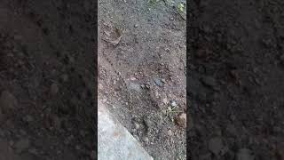 Viral!!!! Semut raksasa