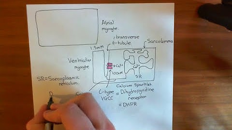 Sympathetic Nervous System Effects on the Heart Part 2