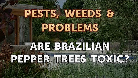 Are pepper trees messy?