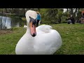 The swan eats, hisses and pinches. Лебедь кушает, шипит и щипается. El cisne come, silba y pellizca.