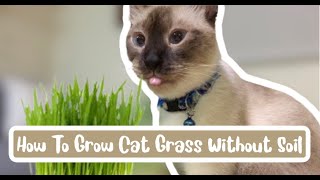 How to Grow Cat Grass for 5 Days | NO SOIL NEEDED