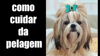 CUIDAR DA PELAGEM DO SHIH TZU