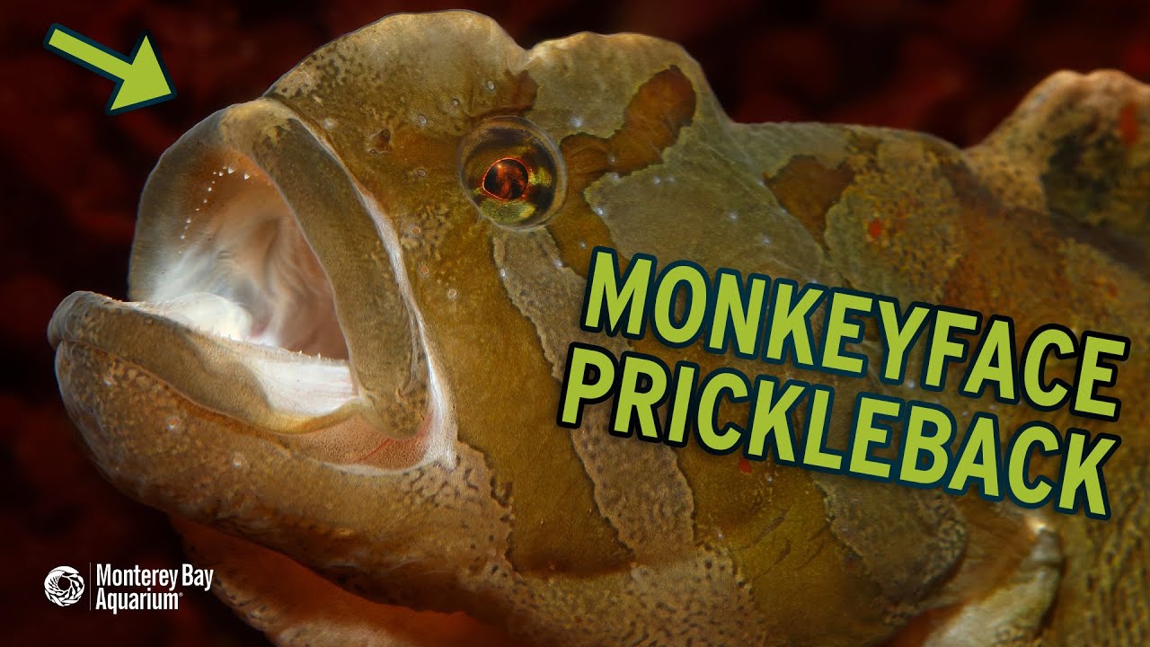 9 Monkeyface Prickleback Facts - Fact Animal
