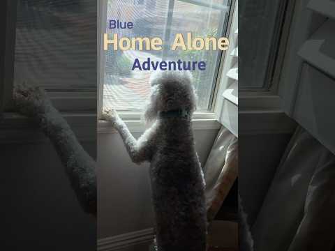 Blue's home alone adventure #doglover #dogshorts #homealone #funnypet #bedlingtonterrier  #doglife