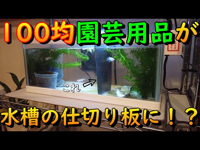 100均用品で簡単に水槽に仕切りが作れます！ - YouTube
