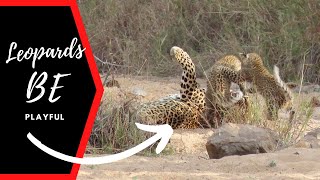 Rare leopard cubs playing with their mother. Must See!