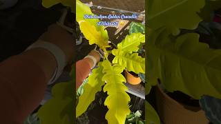 Philodendron Golden Crocodile at Walmart || Plantmas Day 19 #shorts #shortvideo #lofi