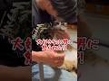 大好きな次男に怒られた⁈#cats#猫#family#球太
