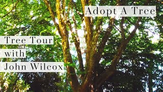 Tree Tour with John Wilcox - Episode 5: The Persian Ironwood