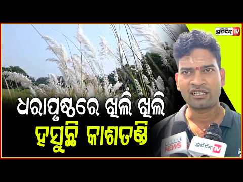ଧରାପୃଷ୍ଠରେ ଖିଲି ଖିଲି ହସୁଛି କାଶତଣ୍ଡି, ମନେପକାଉଛି ପାର୍ବଣର ଆଗମନ ! Kashatandi Flowers Bloom,Durga Puja