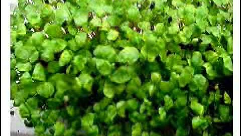 EasyGreen Automatic Sprouter