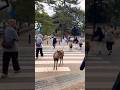 Nara Park deer 🦌 in japan #narapark