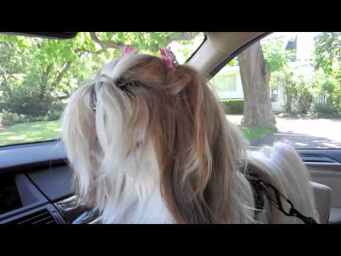 airplane-trip-with-winnie:-traveling-by-plane-with-a-pup