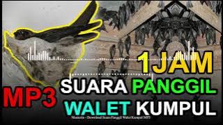 1JAM! Download Suara Panggil Walet Kumpul MP3 Gratis