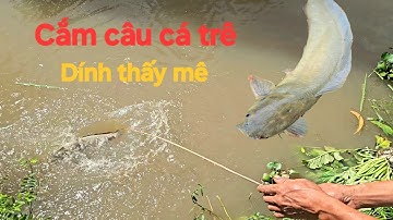 10 | Cắm câu cá trê ban ngày dính thấy ham | fish