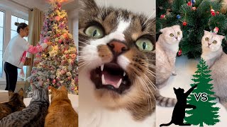 ‍⬛Cats vs Christmas Trees Funny TikTok Compilation 2023 Part 2 #cats #christmas2023