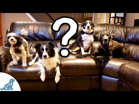 Should Dogs Be Allowed On The Couch?