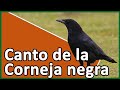 Canto de la Corneja negra (Corvus corone)