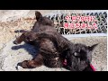 【亡くなる2日前】黒猫チロル 最後の挨拶