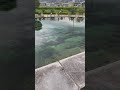タミーチャンネル 日本名水百選 湧水町 編 #shorts
