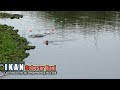 Edan !! Mancing ikan Predator Terbuas Gak Nyangka Bisa Mendapatkan Ukuran Sebesar ini