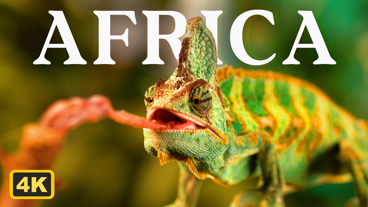 Animals of Africa in 4K - Beautiful Wildlife with Calming Music