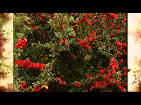 Video: Crataegus-treinformasjon - tips for dyrking av Mayhaws i landskapet