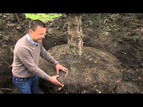 Video: Wie groß sind die Wurzeln von Bäumen?