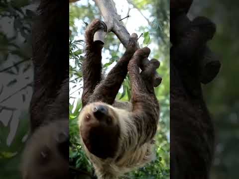 Зачем ленивец опускается на землю!!! #животные #природа
