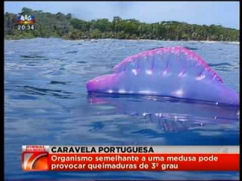 Caravela-Portuguesa - YouTube