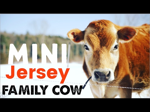 mini jersey cow
