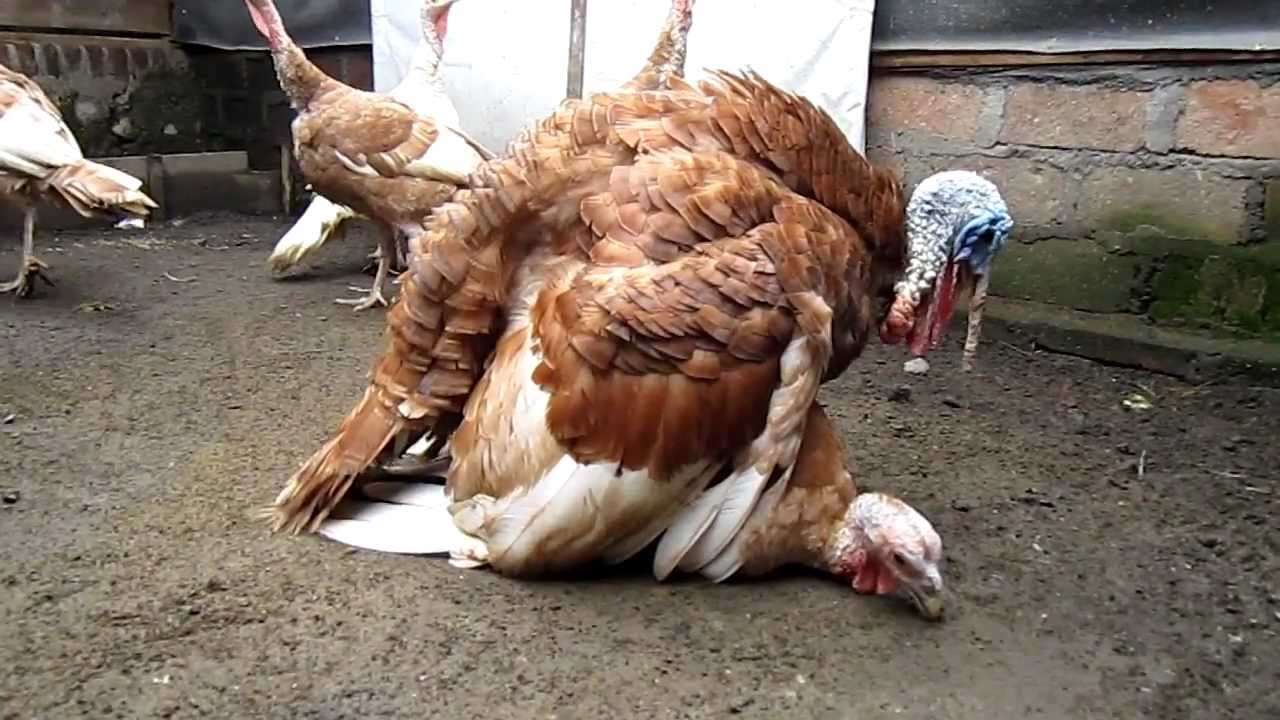 Ritual Kawin Kalkun Breeding Turkeys YouTube