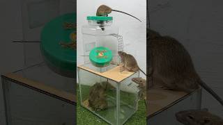 Simple And Best Homemade Mouse Trap Ideas // Mouse Trap 2 #Rattrap #Mousetrap #Rat #Shorts