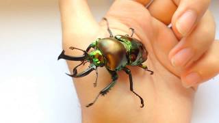Handling a RAINBOW STAG BEETLE! - (Phalacrognathus muelleri)