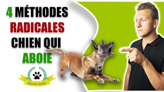 Chien qui aboie : comment faire ?