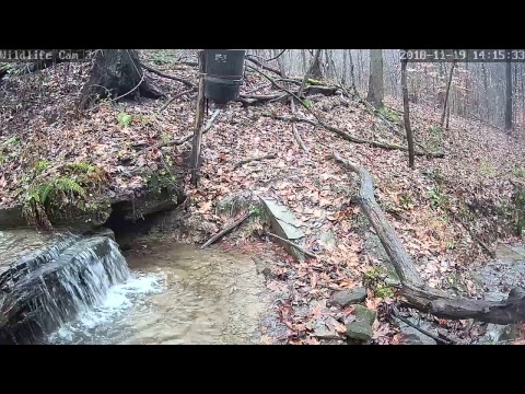 webcamera stegna Live Deer & Wildlife Webcam 3