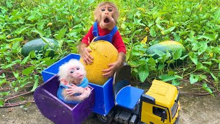 Bu Bu take baby monkey Su to harvest ripe watermelon