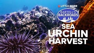 Invasion of the sea urchins | Bartell's Backroads