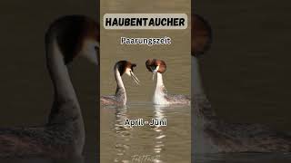 Haubentaucher - Top 5 Fakten - Wervögel