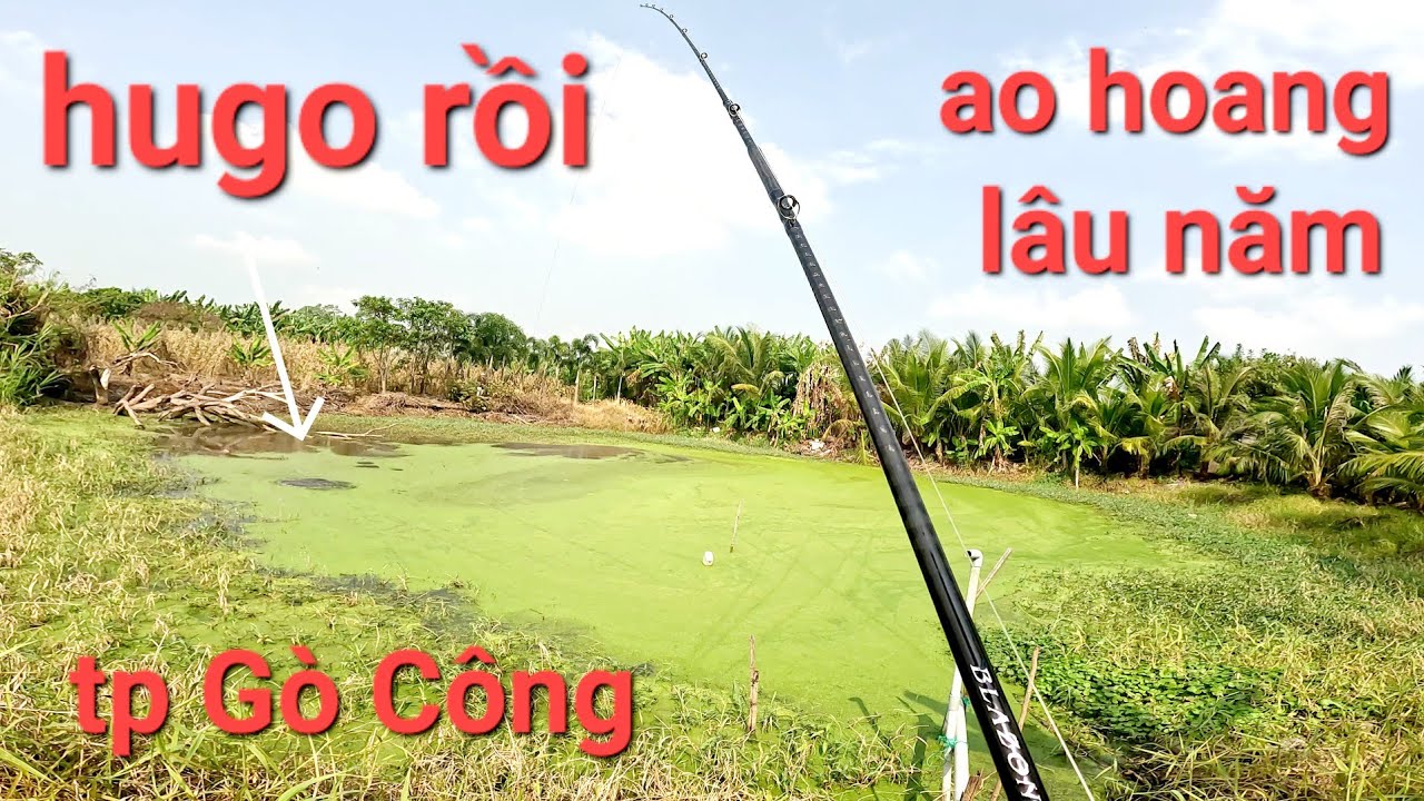 Gặp ngay cái ao rất lâu năm chưa cạn thì xát định rồi/câu cá lóc Gò Công|Thái Nguyễn fishing