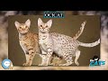 Ocicat 🐱🦁🐯 EVERYTHING CATS 🐯🦁🐱 の動画、YouTube動画。