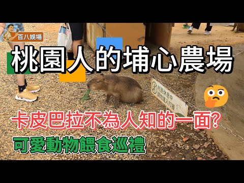 桃園埔心農場 | 親子旅遊、卡皮巴拉、水豚、羊駝、山羊、浣熊
