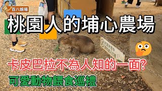 桃園埔心農場 | 親子旅遊、卡皮巴拉、水豚、羊駝、山羊、浣熊